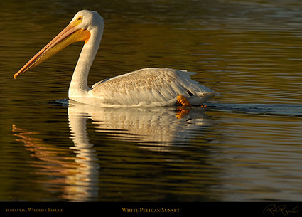 WhitePelican_Sunset_X5617