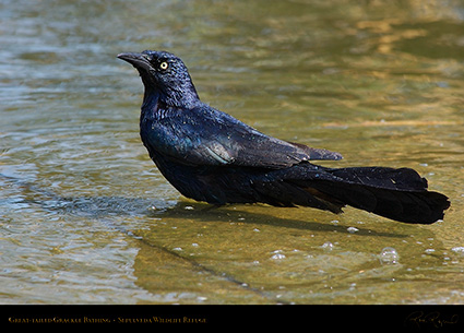 Great-Tailed_Grackle_Bathing_1893