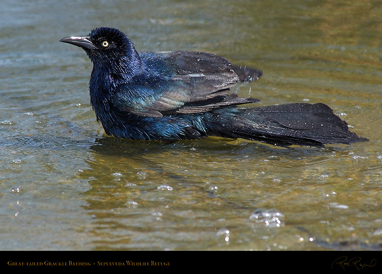 Great-Tailed_Grackle_Bathing_1895