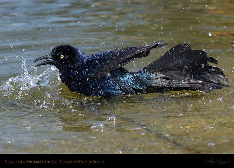 Great-Tailed_Grackle_Bathing_1900