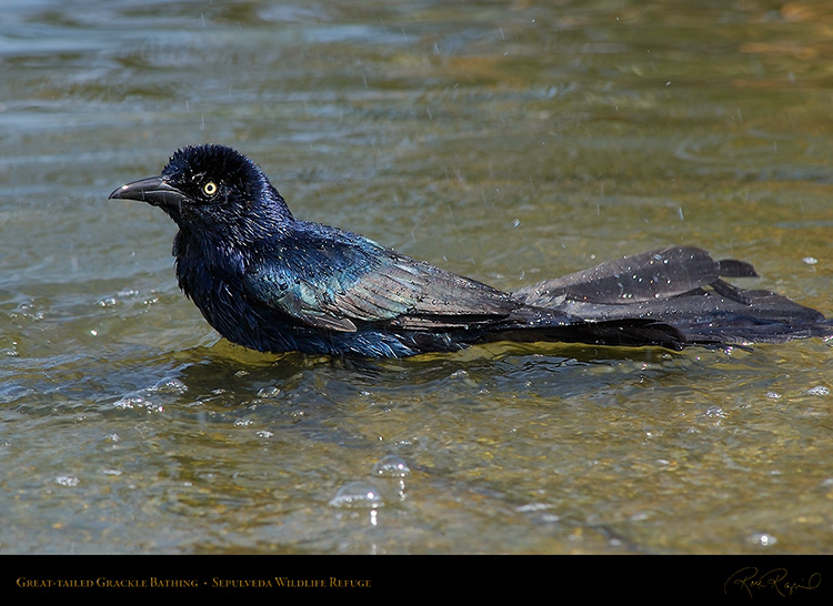 Great-Tailed_Grackle_Bathing_1901
