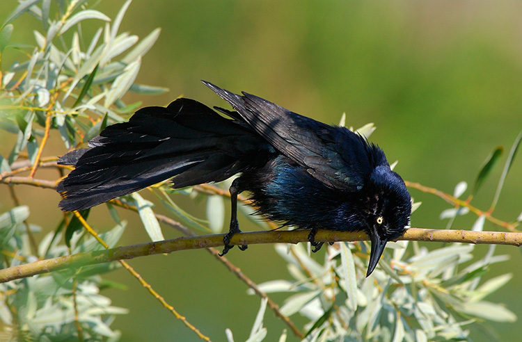 Great-Tailed_Grackle_DryingOff_1902