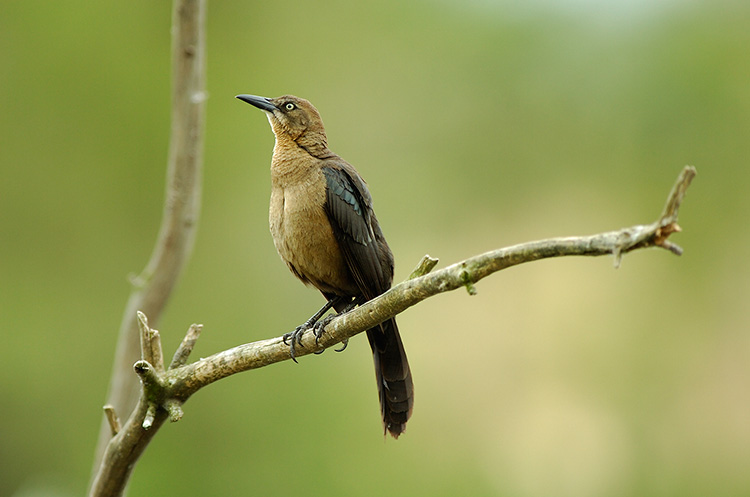 Great-Tailed_Grackle_Female_HS0499