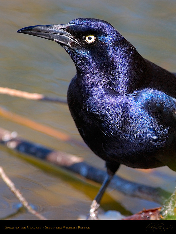 Great-Tailed_Grackle_Portrait_4939M
