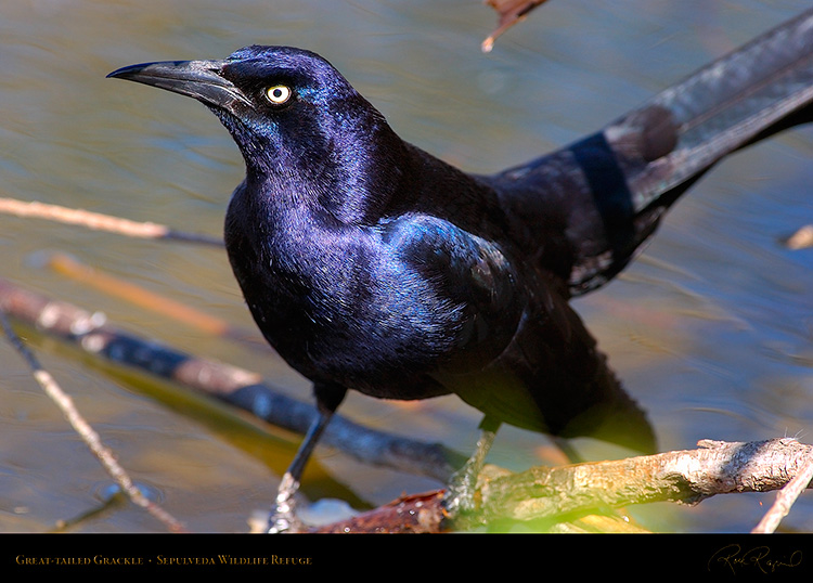 Great-Tailed_Grackle_Portrait_4940