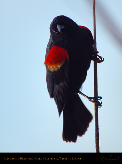 Red-Winged_Blackbird_X4089