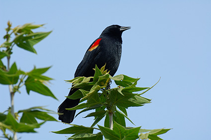 Red-Winged_Blackbird_X4122