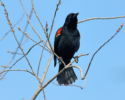 Red-Winged_Blackbird_X4168M