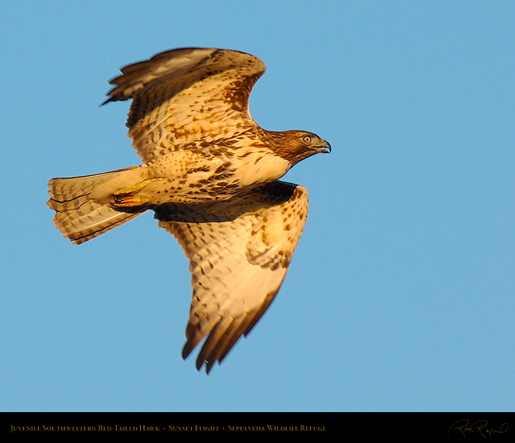 Juvenile_SW_RedTail_X7503M