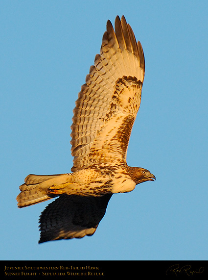 Juvenile_SW_RedTail_X7508