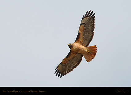 Red-Tailed_Hawk_0281