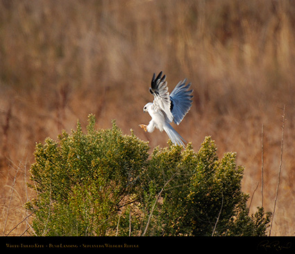 White-Tailed_Kite_BushLanding_X3118M