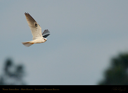 White-Tailed_Kite_Dawn_Flight_X2919