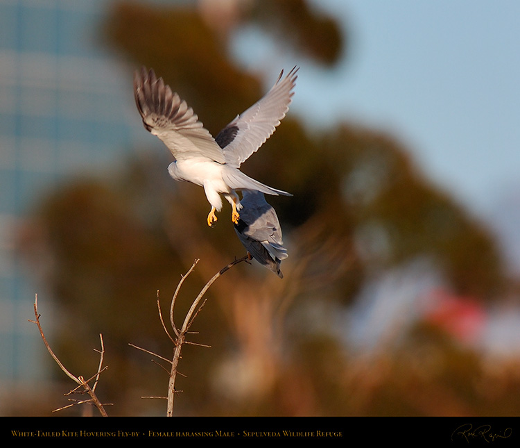 White-Tailed_Kite_Fly-by_HS6885M