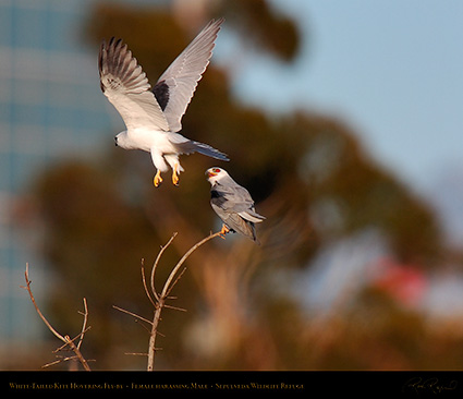 White-Tailed_Kite_Fly-by_HS6888M