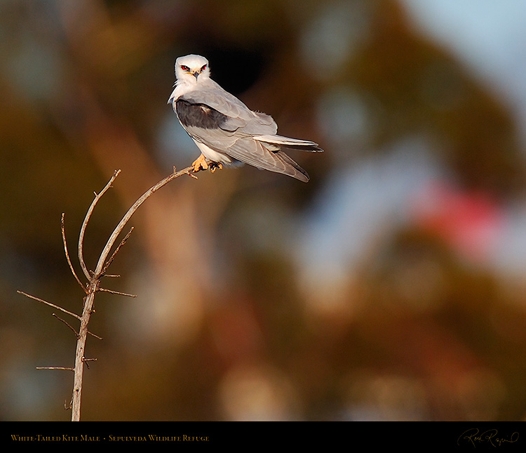 White-Tailed_Kite_Male_HS6831M