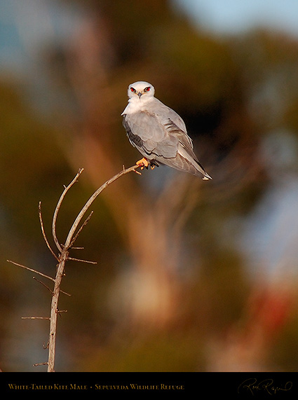 White-Tailed_Kite_Male_HS6865c