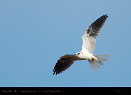 White-Tailed_Kite_MorningFlight_X3051