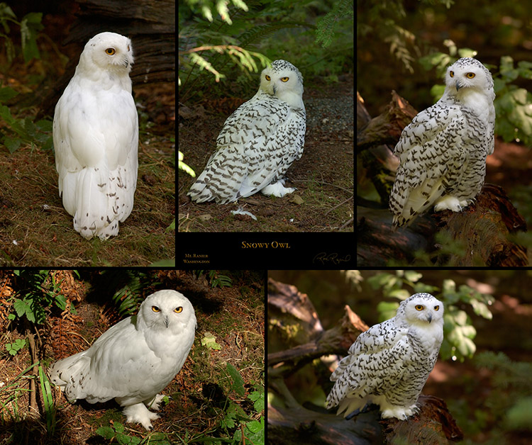 SnowyOwl_SXLs