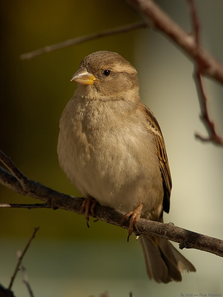 SparrowF_9243