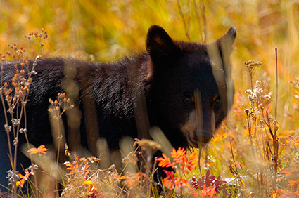 BlackBearCub_RooseveltLodge_8596