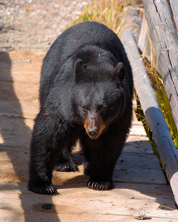 BlackBear_CrossingBridge_RooseveltLodge_8872c