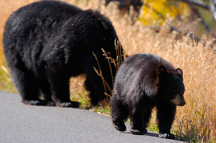 BlackBear_andCub_RooseveltLodge_8563