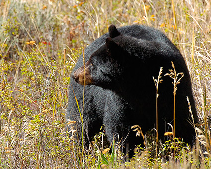 BlackBear_ElkCreek_8362M