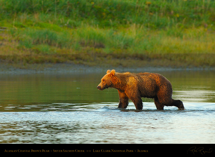 AlaskanCoastal_BrownBear_X2900