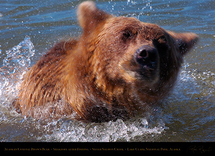 BrownBear_Shakeoff_HS3019