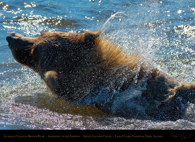 BrownBear_Shakeoff_X3525