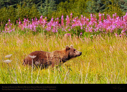 BrownBear_inSedgeGrass_HS2749