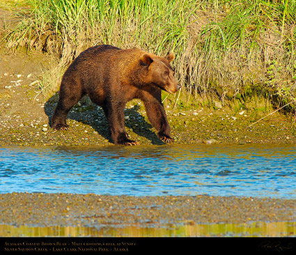 BrownBear_CrossingCreek_X2864M