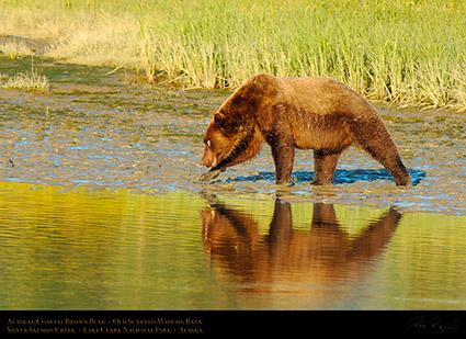 BrownBear_OldScarredMale_X3680