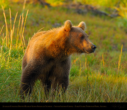 BrownBear_atSunrise_X2922M