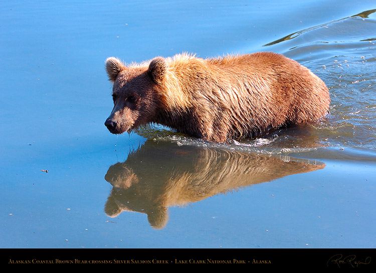 BrownBear_CrossingCreek_HS2759