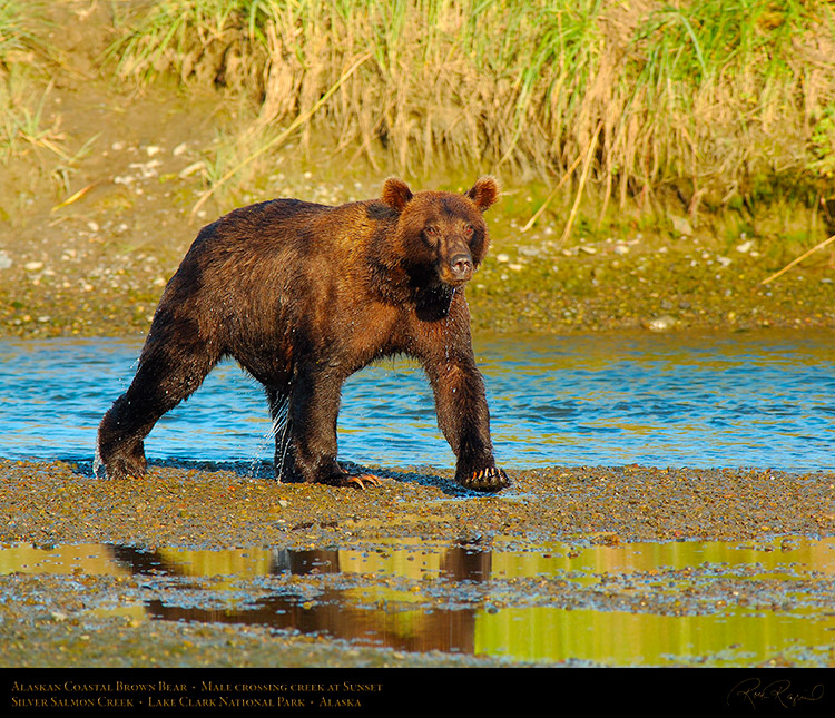 BrownBear_CrossingCreek_X2868M