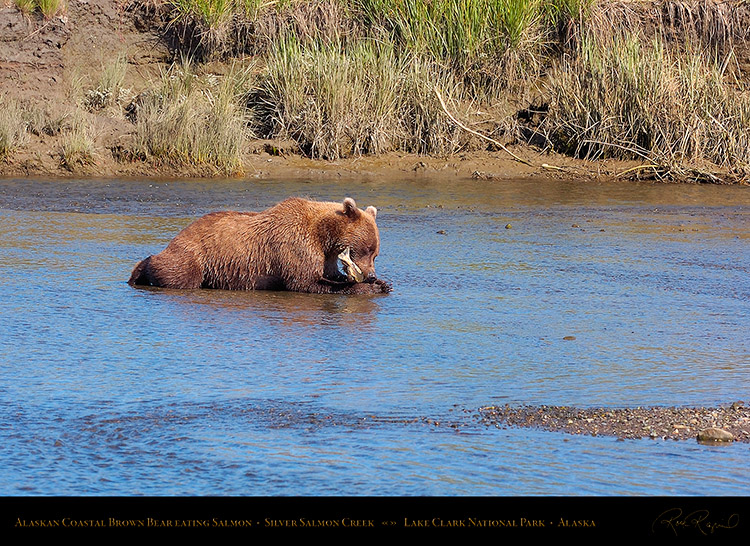 BrownBear_EatingSalmon_HS2934