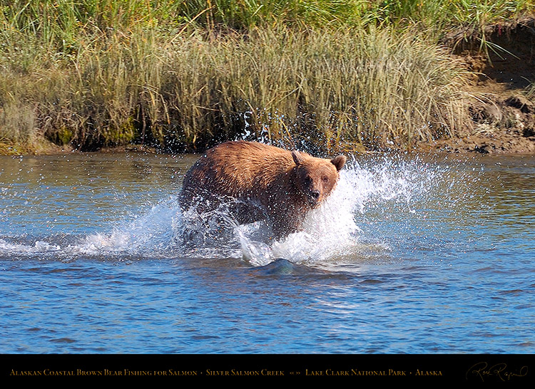 BrownBear_Fishing_HS2897