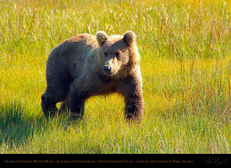 BrownBear_inSedgeGrass_X3575