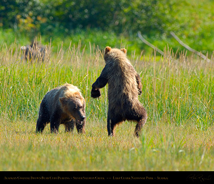 BrownBearCubs_Playing_X2823M