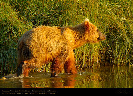 BrownBear_GoldenFemale_atSunset_X3216