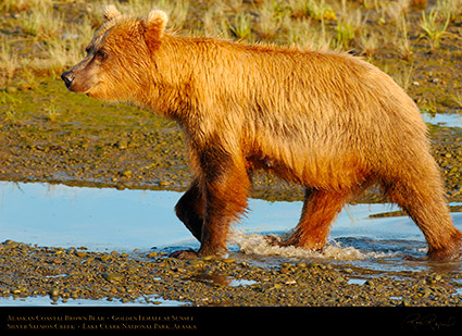 BrownBear_GoldenFemale_atSunset_X3236