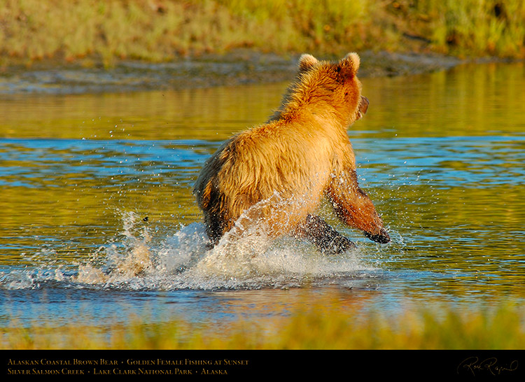 BrownBear_GoldenFemale_Fishing_X3089