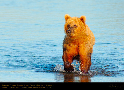 BrownBear_GoldenFemale_atSunset_X3206