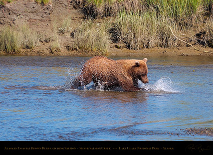 BrownBear_CatchingSalmon_HS2928