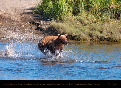 BrownBear_Fishing_HS2891