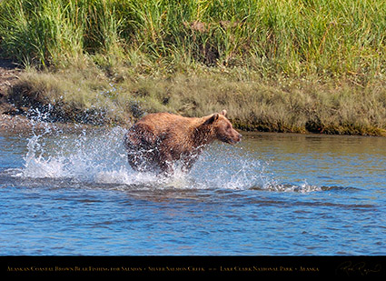BrownBear_Fishing_HS2892