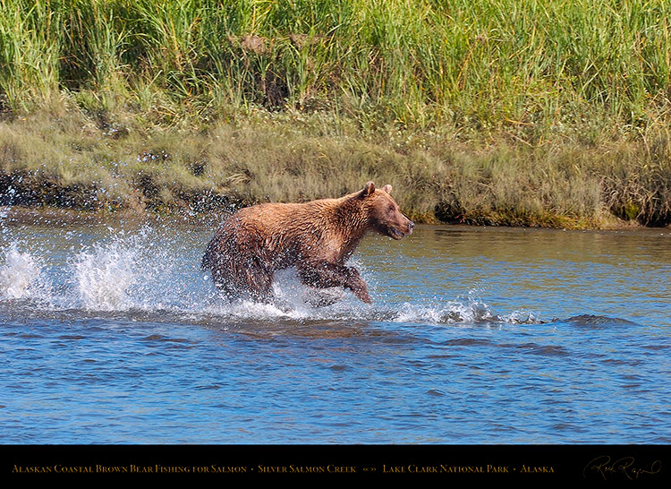 BrownBear_Fishing_HS2893