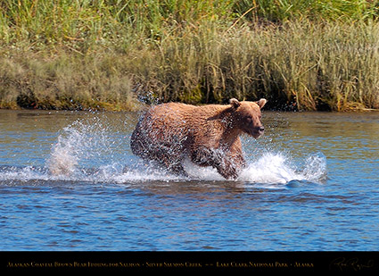 BrownBear_Fishing_HS2895